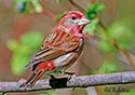 Carpodacus purpureus